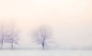 Winter landscape