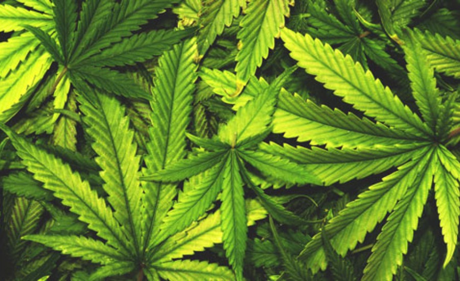 Navigating-tax-liabilities-for-cannabis-businesses: A-Guide-to-Filing-with-Confidence