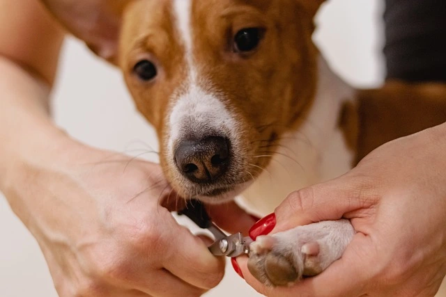 Clipping-the-nails-of-the-Dog-as-part-of-dog-grooming-service Clipping the nails of the Dog as part of dog grooming service