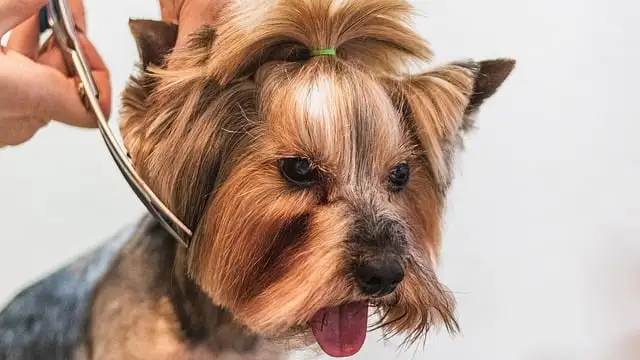 cutting a dog's hair in a pet grooming business