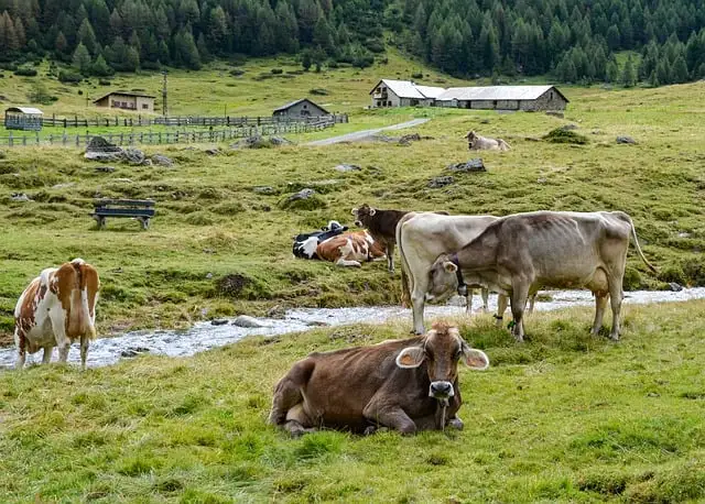 cows in the pastures of an animal farm