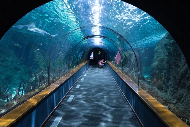 man-doing-cleaning-in-a-shark-tunnel-aquarium man doing cleaning in a shark tunnel aquarium