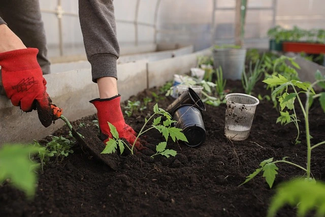 urban farming on rooftop
